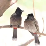 Maltare Birds Paradise